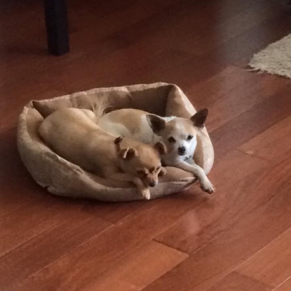 Meet your Posher, David